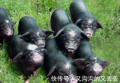 創業者，你不是一個人在戰斗——安徽宣城市人社局打出組合拳助力新農人創業家禽家畜