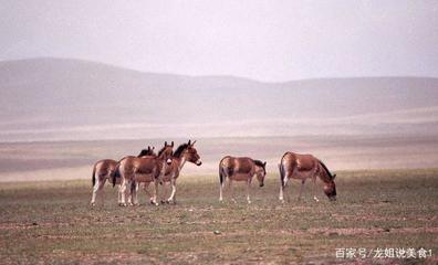 農村養殖家畜致富的關鍵因素