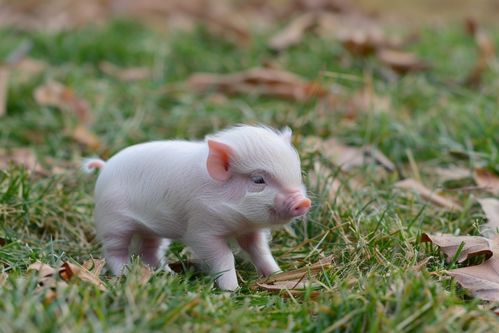 家禽家畜攝影圖下載指南 優質資源與來源渠道