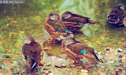 鴛鴦之美 原創(chuàng)攝影捕捉家禽家畜的靈動瞬間