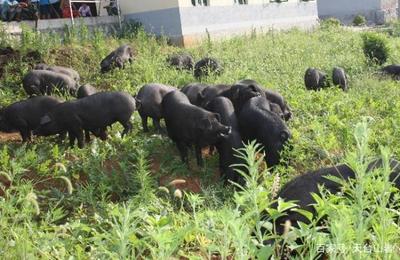 天臺農業(yè) 家禽家畜飼養(yǎng)的新天地