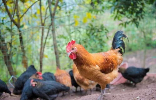 伴侶動(dòng)物與食用動(dòng)物的界限 論禁食犬只的合理性與挑戰(zhàn)