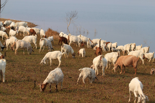 家禽家畜 人類生活的重要伙伴