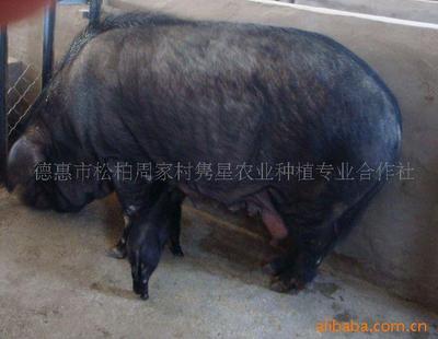 綠色養(yǎng)殖新篇章 育肥豬、種豬與有機(jī)黑豬的現(xiàn)代化供應(yīng)