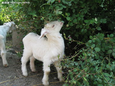 可愛小羊攝影 家禽家畜中的溫柔萌物