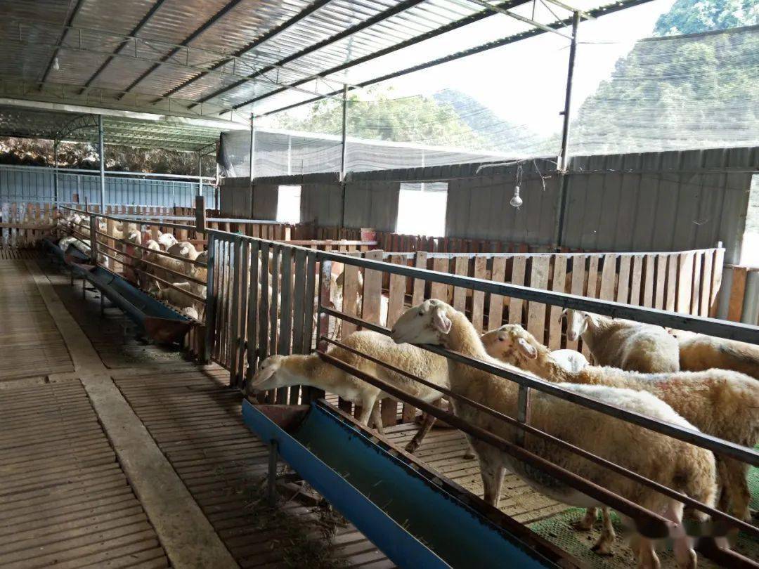 鄉間田園的活色生香 小農場里的家禽家畜飼養記
